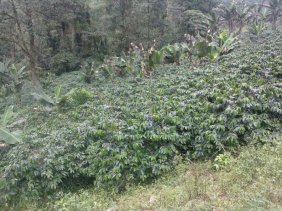 Finca en Venta en CERCA DE GUACAMAYA Y SAN LUIS PLANES Gualala, Santa Bárbara